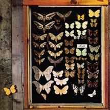 メイフライ（生産限定紙ジャケット仕様）